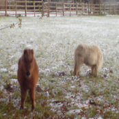 Holy Hell Summer Sampler 2011