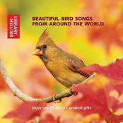 Beautiful Bird Songs From Around The World