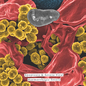 Apoptosis & Severe Viral Haemorrhagic Fever