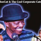 boe cat & cool corporate cats