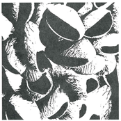 adansonia cacatuidae