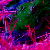 I Love My Pet Alligator