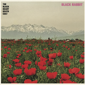 Black Rabbit