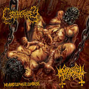 Membro Cephalic Symbiosis (Split)