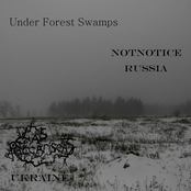 Under Forest Swamps
