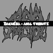ANAL TRIBUTE