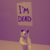 dead cat