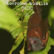 Acerodon humilis