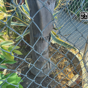 Kelcey Ayer: Ghosts of Neighborhood Dogs