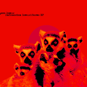 Infraorden lemurifome EP