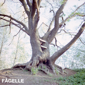 Fågelle