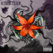 Octopus Lilium