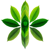 Sete Caboclos de Cura