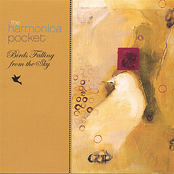 Birds Falling From The Sky