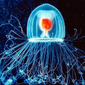 I Met You In A Dream