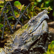 The Worship Walls Collection