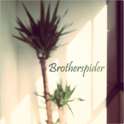 brotherspider