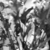 Voicemail / Dehydrated