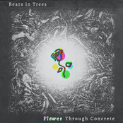Bears In Trees: Flower Through Concrete