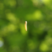 [vrg07] silent control lp