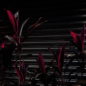 This New Heaven (vinyl rip)