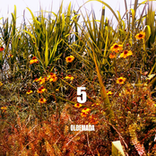 OLDEMADA 5