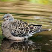 Turtledove