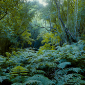 Wald