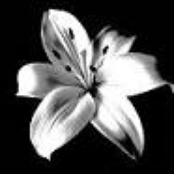 White Lilium