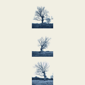 Tallest Tree in the World