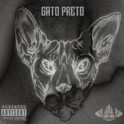 Gato preto