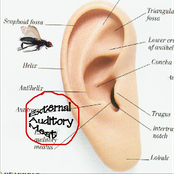 External Auditory Meat