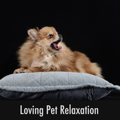 Loving Pet Relaxation