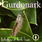 Butterflies of North Texas