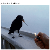 White Wine & Adderall