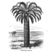 Encephalartos