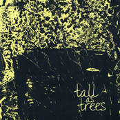 Tall As Trees