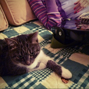 jouets pour chats