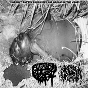 Morbidly Rotten Carcasses And Organs In The Woods