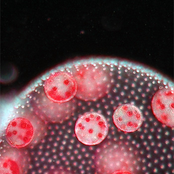 Amoeba-Like Identity 2xc30 (Space Idea)