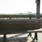 this cat scratches an old post / Lightweight