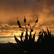 Aloë Sunset