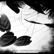 Feathers, Black Flowers