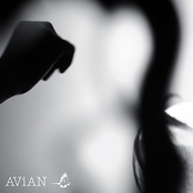 AVN #004