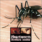 Mosquito Vector by Heartworm