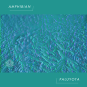 Amphibian