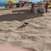 amor me da o seu cuzinho