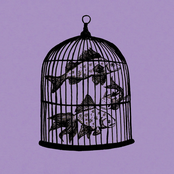 Fish In A Birdcage: Waterfall