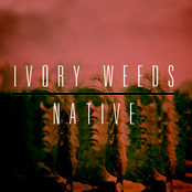 Native by Ivory Weeds