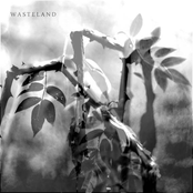 Wasteland